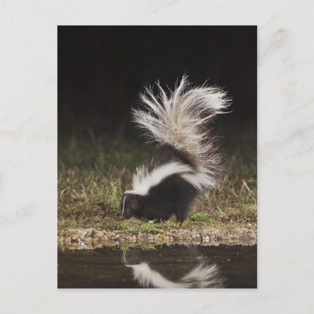 Striped Skunk, Mephitis mephitis Postcard (Front)