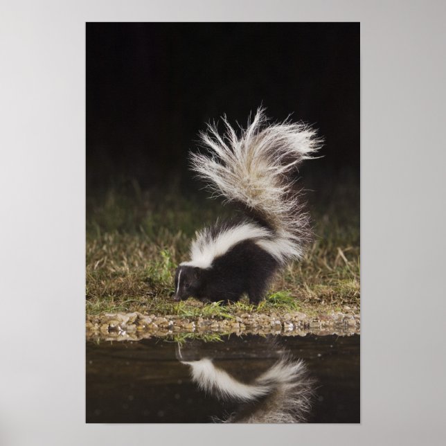 Striped Skunk, Mephitis mephitis Poster (Front)
