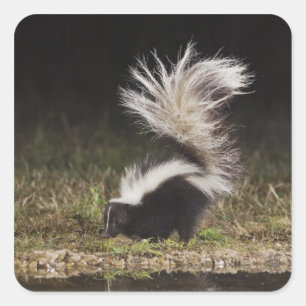Striped Skunk, Mephitis mephitis Square Sticker
