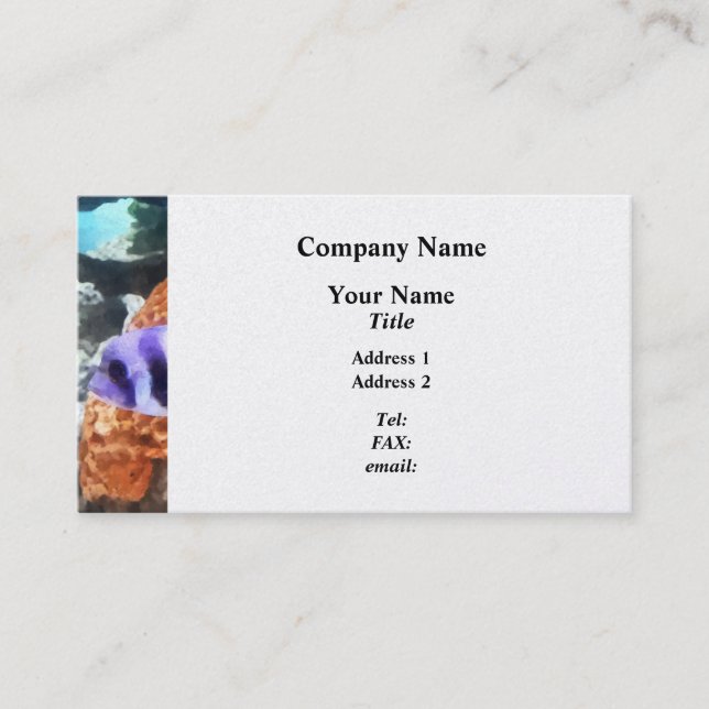 Striped Tropical Fish Frontosa Business Card (Front)