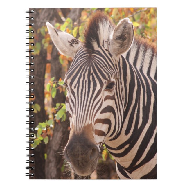 Striped zebra close up in a mopani forest photo notebook (Front)