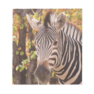 Striped zebra close up in a mopani forest photo notepad