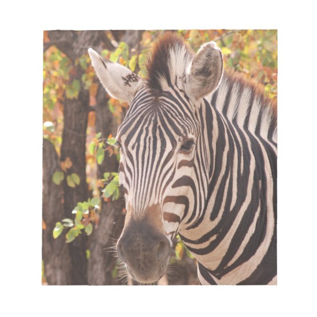 Striped zebra close up in a mopani forest photo notepad (Front)