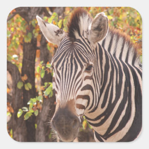 Striped zebra close up in a mopani forest photo square sticker