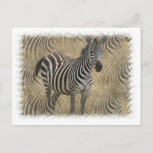 Striped Zebra Postcard