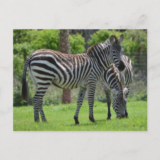 Stripes go with Everything! Postcard