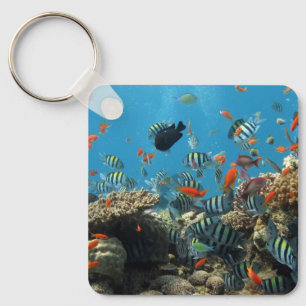 Stripey Tropical Fish Coral Chaos Key Ring