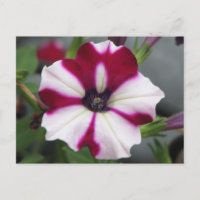 Stripped Purple Petunia