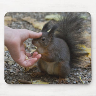stroke a squirrel mouse pad