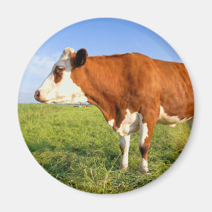 Strong Friesian cow Magnet