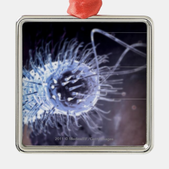 Structure of a helicobacter pylori cell metal tree decoration (Front)