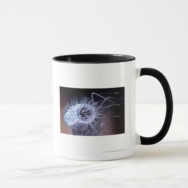 Structure of a helicobacter pylori cell mug (Right)