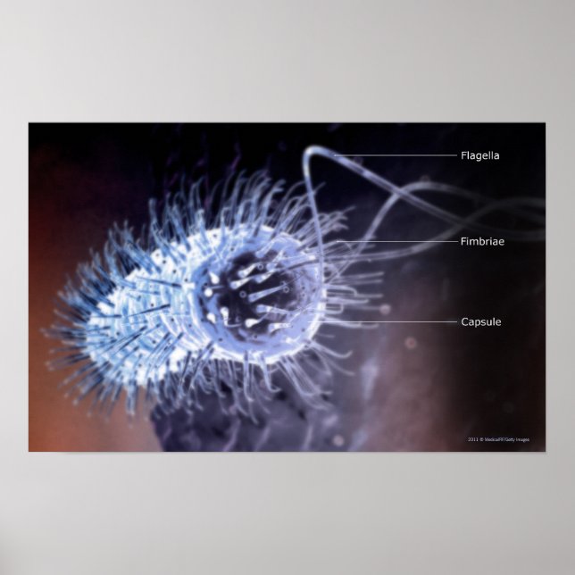 Structure of a helicobacter pylori cell poster (Front)