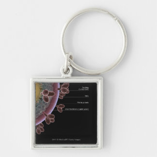 Structure of a HIV cell Key Ring