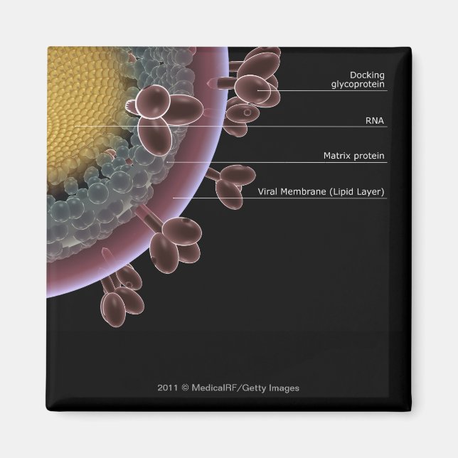 Structure of a HIV cell Magnet (Front)