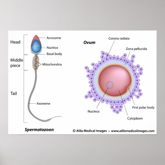 Structure of egg and sperm poster (Front)