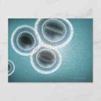 Structure of MRSA