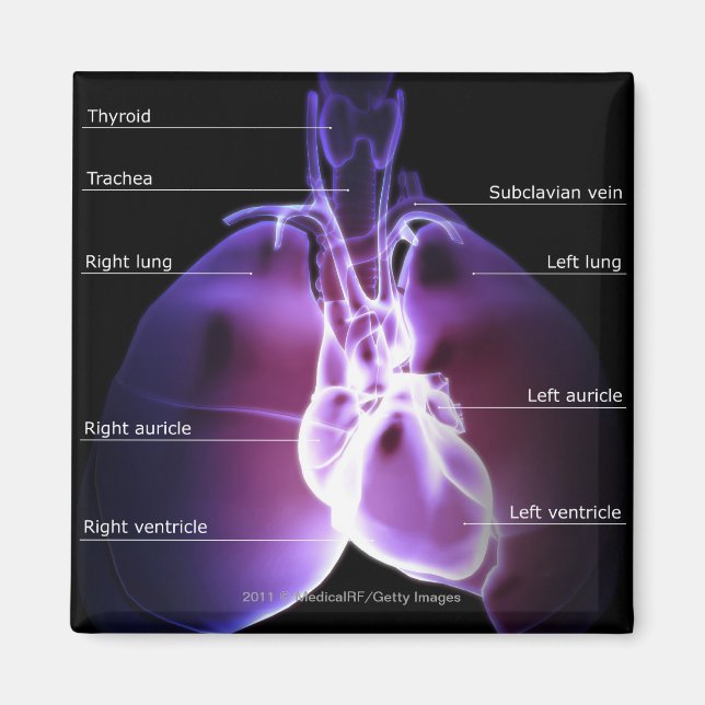 Structure of the heart and lungs magnet (Front)