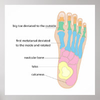 Structure of the human foot