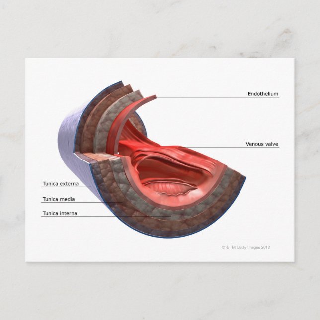 Structure of the Vein Wall Postcard (Front)