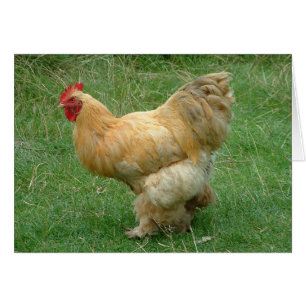 Strut my Stuff