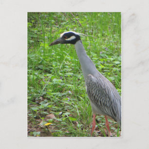Strutting Heron Postcard