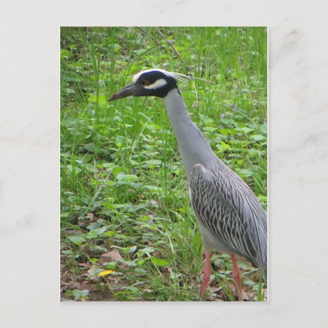 Strutting Heron Postcard (Front)