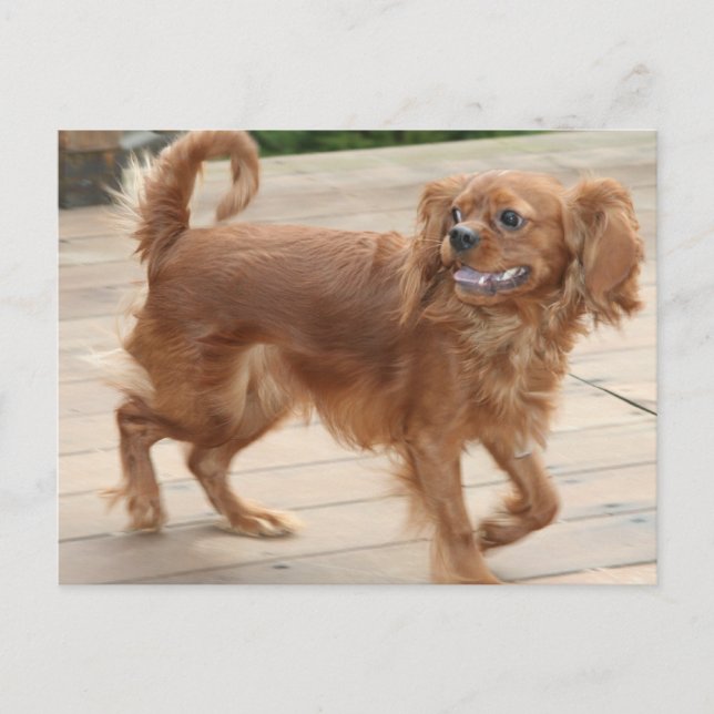 Strutting My Stuff! Ruby Cavalier King Charles Postcard (Front)