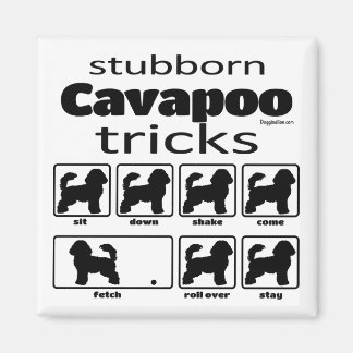 Stubborn Cavapoo Tricks Magnet