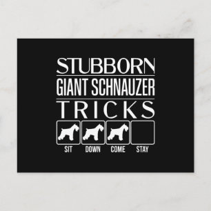 Stubborn Giant Schnauzer Tricks, Funny Giant Schna Postcard