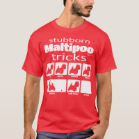 Stubborn Maltipoo Tricks