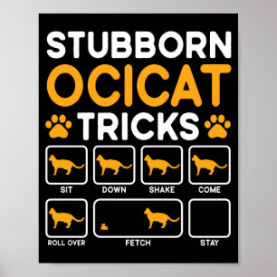 Stubborn tricks cat owner ocicat cat performance poster