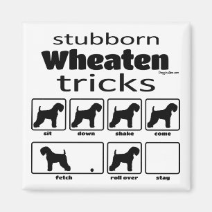 Stubborn Wheaten Tricks Magnet