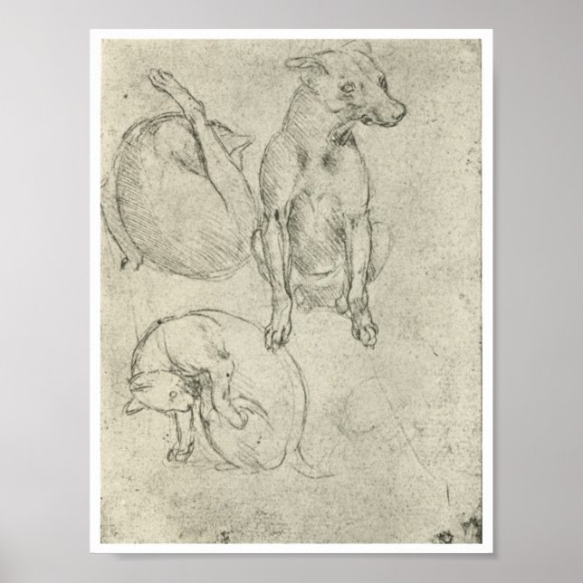 Studies of a Dog and Cat, Leonardo Da Vinci Poster (Front)