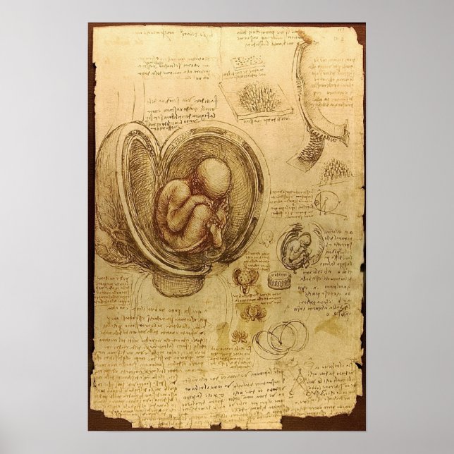 Studies of Embryos Poster (Front)