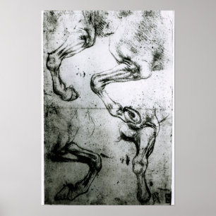 Studies of Horses legs Poster
