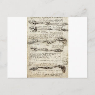 Studies of the Arm by Leonardo Da Vinci c. 1510 Postcard