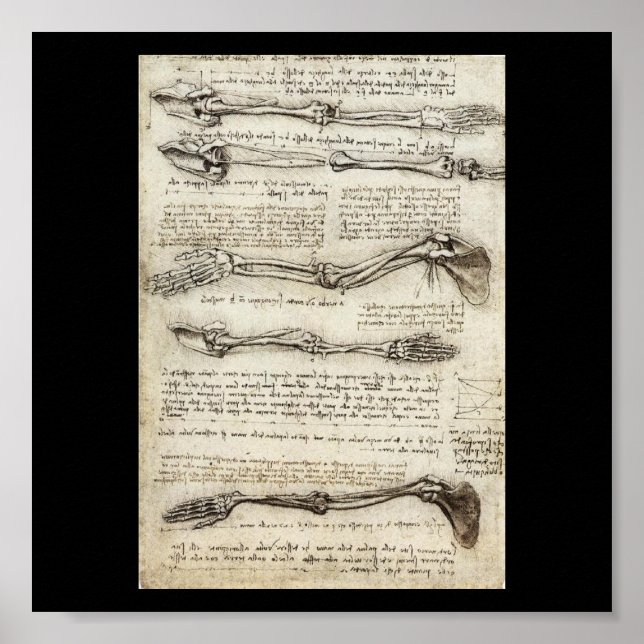 Studies of the Arm by Leonardo Da Vinci c. 1510 Poster (Front)