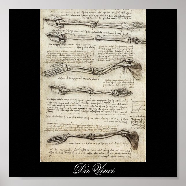 Studies of the Arm by Leonardo Da Vinci c. 1510 Poster (Front)