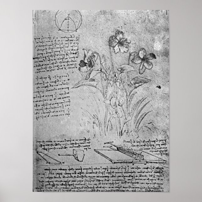 Studies of Violas Poster (Front)