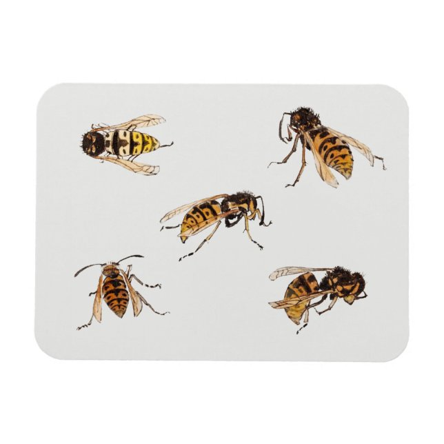 Studies of wasps - Julie de Graag  Magnet (Horizontal)