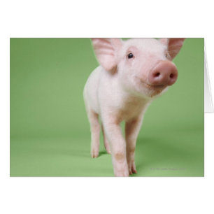 Studio Cut Out of a Piglet Standing