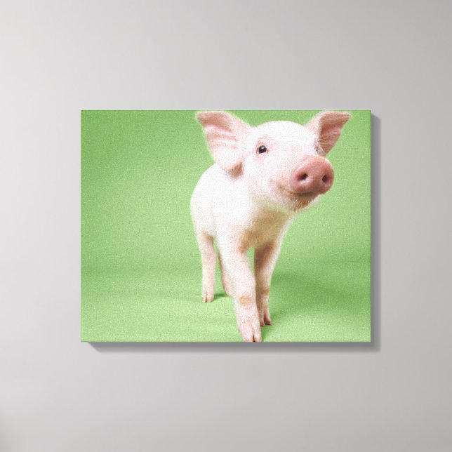 Studio Cut Out of a Piglet Standing Canvas Print (Front)