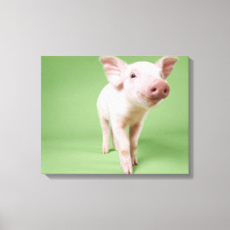 Studio Cut Out of a Piglet Standing Canvas Print