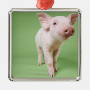 Studio Cut Out of a Piglet Standing Metal Tree Decoration