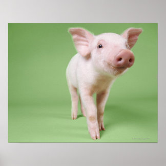 Studio Cut Out of a Piglet Standing Poster