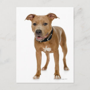 Studio portrait of American pit bull puppy 2 Postcard