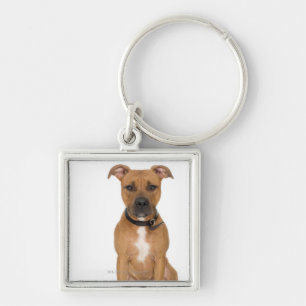 Studio portrait of American pit bull puppy 3 Key Ring