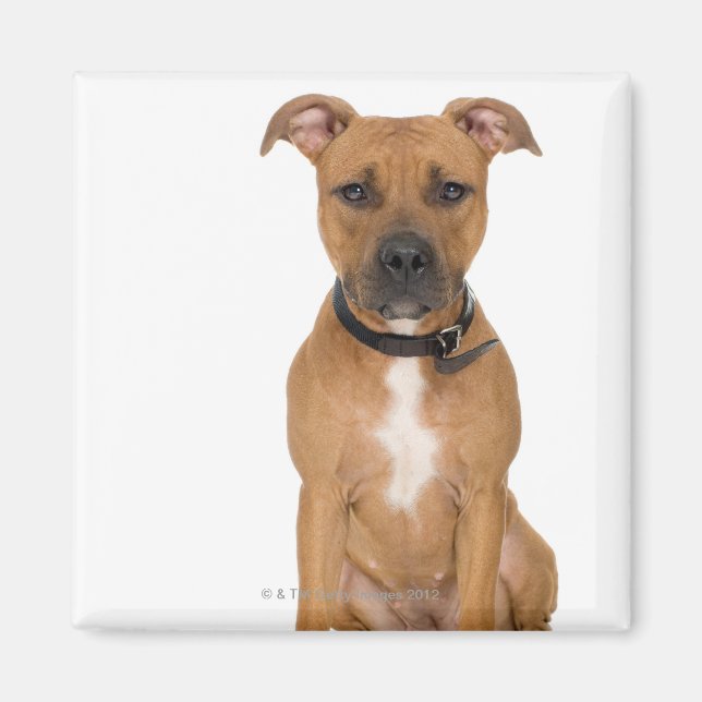 Studio portrait of American pit bull puppy 3 Magnet (Front)