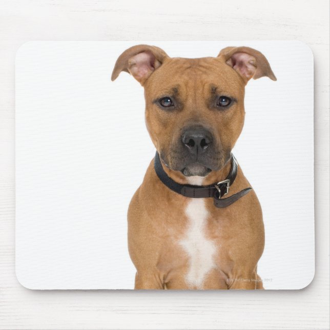 Studio portrait of American pit bull puppy 3 Mouse Pad (Front)